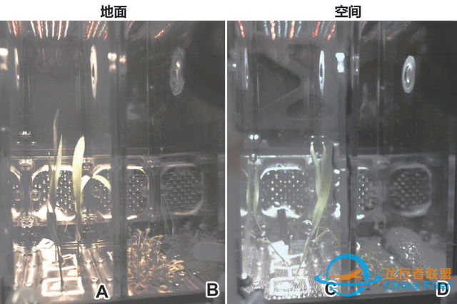 在太空种粮、种菜进展到了哪一步？-5.jpg