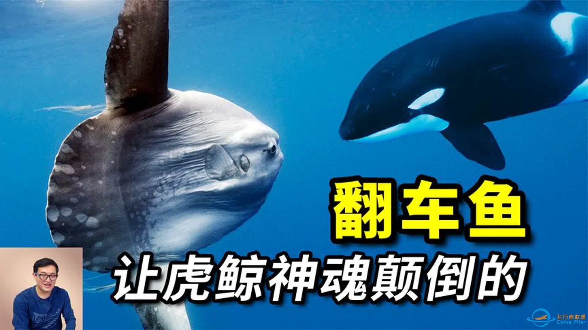 2吨重的大鱼头，竟由河鲀进化而来，让虎鲸做出迷惑行为的翻车鱼-1.jpg
