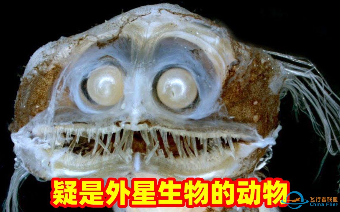 5种极可能是外星生物的动物，望远镜鱼丑哭了-1.jpg